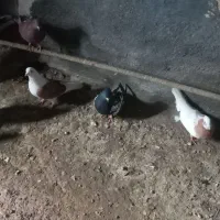 یک لانه کبوتر|پرنده|ملکان, |دیوار