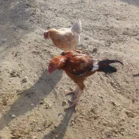 ۶۵۰ کیلو جو خارجی