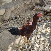 خروس لاری|حیوانات مزرعه|داران, |دیوار