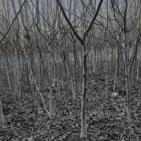 فروش نهالستان گردو به صورت یکجا قیمت توافقی