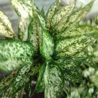 آگلونما سفید سطل ۳ چند یوته|گل و گیاه طبیعی|زرگرشهر, |دیوار