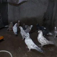 کبوتر|پرنده|مشگین شهر, |دیوار