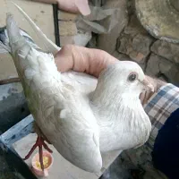 کبوتر  و ارک|پرنده|جوانرود, |دیوار