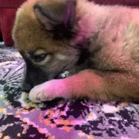 واگزاری|سگ|کرج, حسن آباد|دیوار