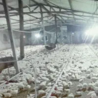 فروش انواع مرغداری|فروش دفتر صنعتی، کشاورزی، تجاری|سبزوار, شهدا|دیوار