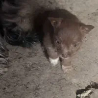 پاکوتاه|سگ|انگوران, |دیوار