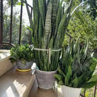 گل سانسوریا