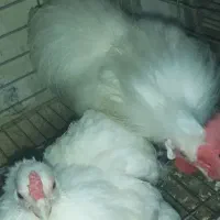 جوجه مرغ ابریشمی