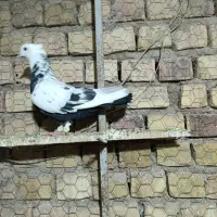 کبوتر پرنده به شرط|پرنده|دشتابی, |دیوار