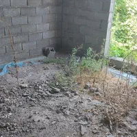 زمین بابنای نیمه کاره باسندتک برگ و سه انشعاب نصب|فروش خانه و ویلا|فریدون‌کنار, |دیوار