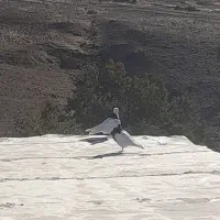 کفتر طوقی|پرنده|بازفت, |دیوار