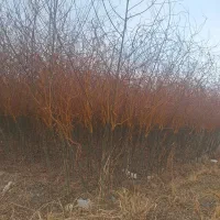 بید مجنون پیوندی طلایی سبز فر سبز|خدمات باغبانی و درختکاری|شاندیز, |دیوار