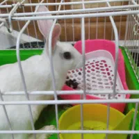 واگذاری خرگوش با قفس