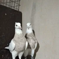 کفتر|پرنده|شیراز, حافظیه|دیوار