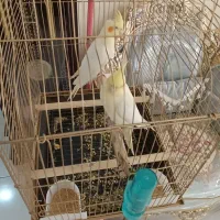 لوتینو تازه دونخور جوجه  سه ماه|پرنده|تهران, افسریه شمالی|دیوار