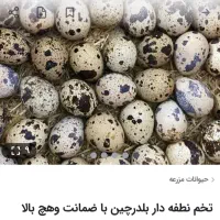 تخم بلدرچین نطفه دار..و خوراکی هندیجان