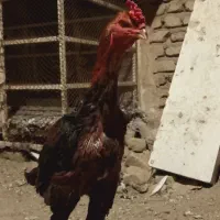 خروس لاری