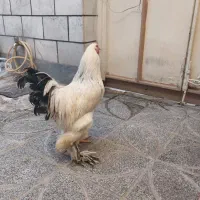 خروس لایت برهما و جوجه گلین و مرغ سیاه محلی|حیوانات مزرعه|کرج, ساسانی (قلمستان)|دیوار