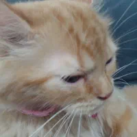 گربه