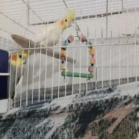 سلام جفت عروس هلندی نرو ماده