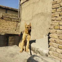 سگ ژرمن یک ساله