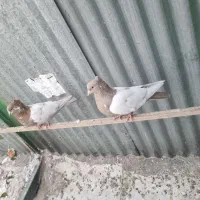 کبوتر سینه ای زرد