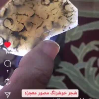 عقیق شجر طبیعی|جواهرات|آفتاب, |دیوار