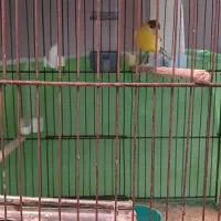 سهره و قناری نر و ماده|پرنده|ملایر, |دیوار