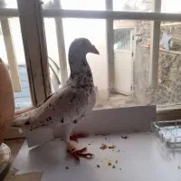 کبوتر|حیوانات|کرمانشاه, |دیوار