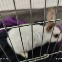 خرگوش|موش و خرگوش|ساوه, |دیوار