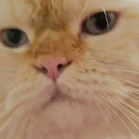 گربه ردپوینت نر|گربه|زبرخان, |دیوار