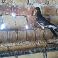 کبوتر|پرنده|کاشان, شهرک صنعتی راوند|دیوار
