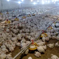 نیازمند کارگر برای مرغداری ( پرورش مرغ گوشتی )