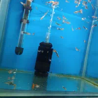 ماهی گوپی جوون، حراج به دلیل کمبود جا|ماهی|تربت جام, جامی|دیوار