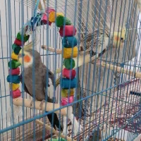 عروس هلندی جفت مولد همراه با ۴تا جوجه