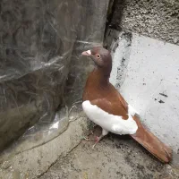 کبوتر|پرنده|گرگان, |دیوار