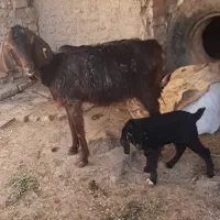 بز و بزغاله