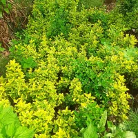 درختچه زینتی کاج لاوسون شمشاد انواع گل باغچه ای|گل و گیاه طبیعی|محمودآباد, |دیوار