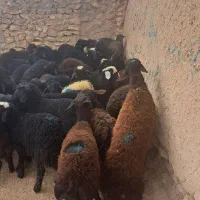 ۵۵ راس نر|حیوانات مزرعه|بوئین زهرا, |دیوار