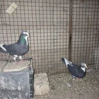 پلنگ سیاه
