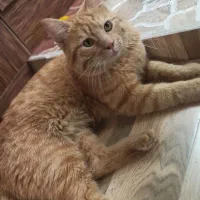 واگذاری گربه