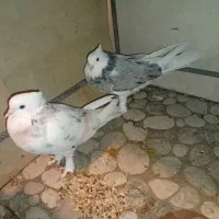 سرور هما و سرور|پرنده|سمنان, |دیوار