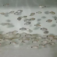 ماهی|ماهی|تهران, مینای شمالی (مخبر)|دیوار