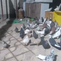 بهبهانی پلاکی|پرنده|شیراز, کرونی(خاتونک)|دیوار
