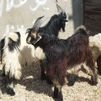 کهره دبری و بره و قوچ