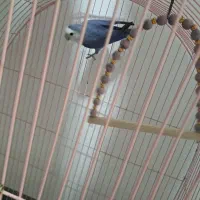 کوتوله برزیلی