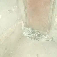 چند عدد بوقلمون سالم|حیوانات مزرعه|زابل, |دیوار