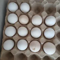 تخم مرغ نطفه دار
