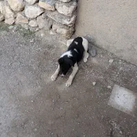 واگذاری توله ۳ ماهه