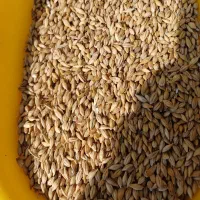 جو و گندم، برای کشاورزان و دامداران عزیز|لوازم جانبی حیوانات|قزوین, |دیوار